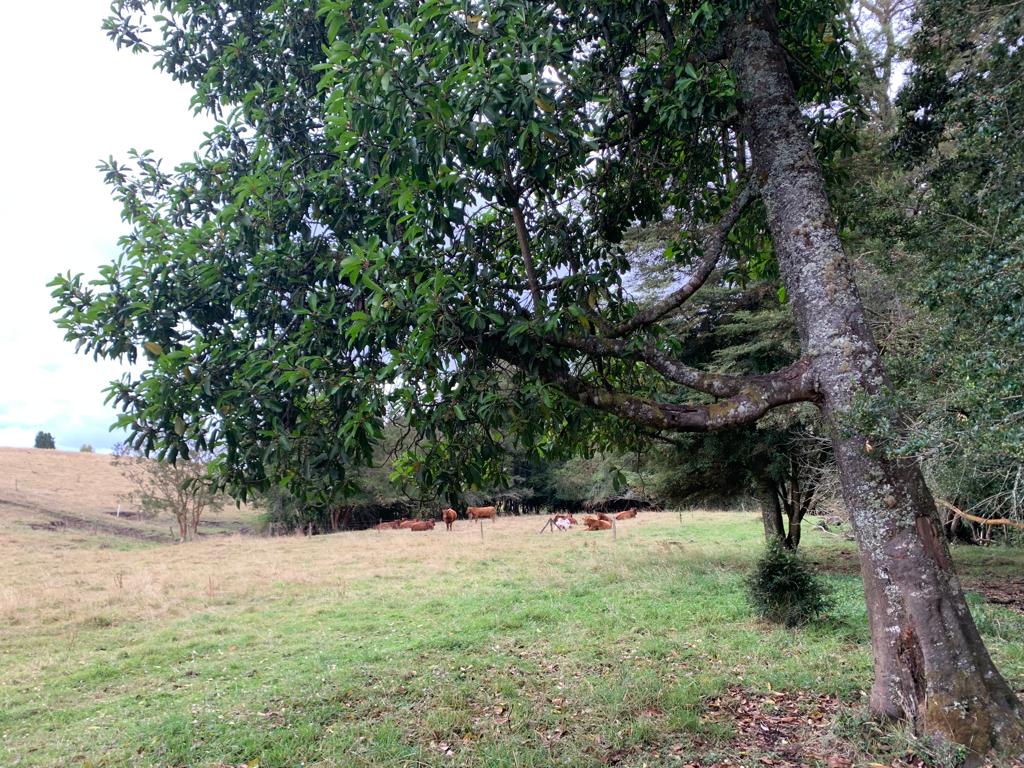 Campo En Ticahue / Mantilhue / 57 Ha Ganadero