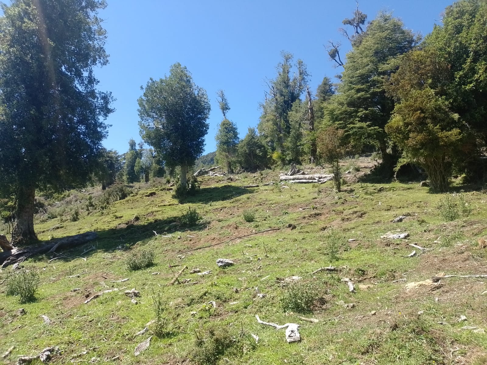 Imperdible Terreno De 4 Ha / Vista Lagos/volcanes Puyehue - Imagen 6