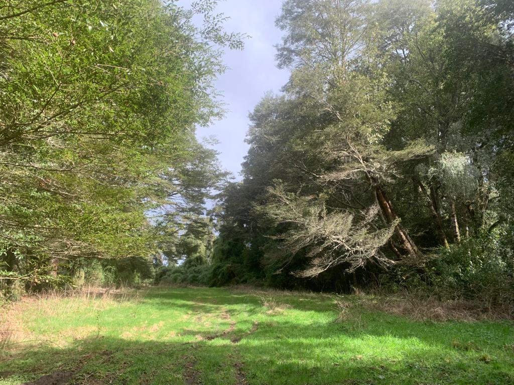 Hermosa Parcela Bosque Nativo Entre Lagos Puyehue y Rupanco