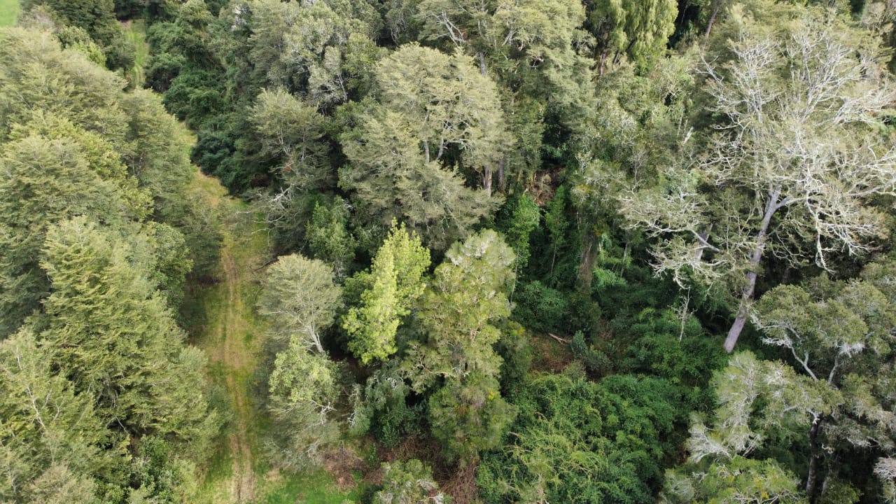 Hermosa Parcela Bosque Nativo Entre Lagos Puyehue y Rupanco - Imagen 2