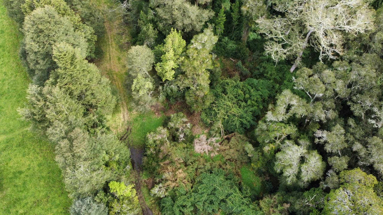 Hermosa Parcela Bosque Nativo Entre Lagos Puyehue y Rupanco - Imagen 3